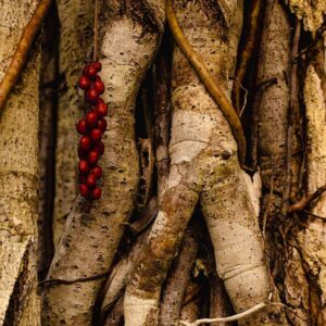 Frutos de la naturaleza - la ceiba