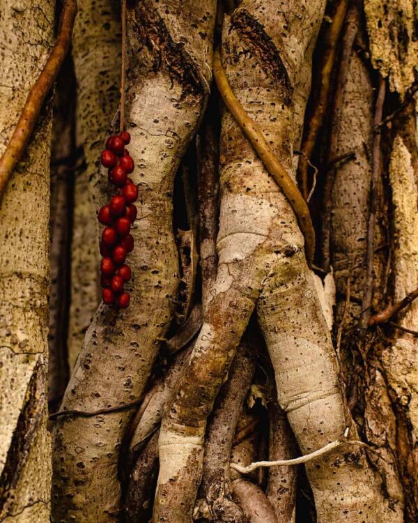 Frutos de la naturaleza - la ceiba